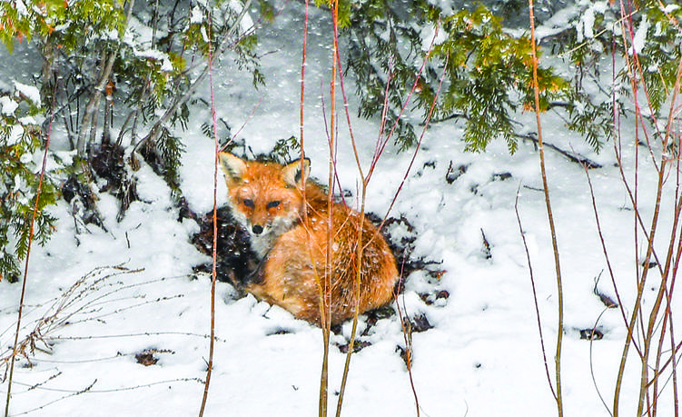 Fox in the Snow