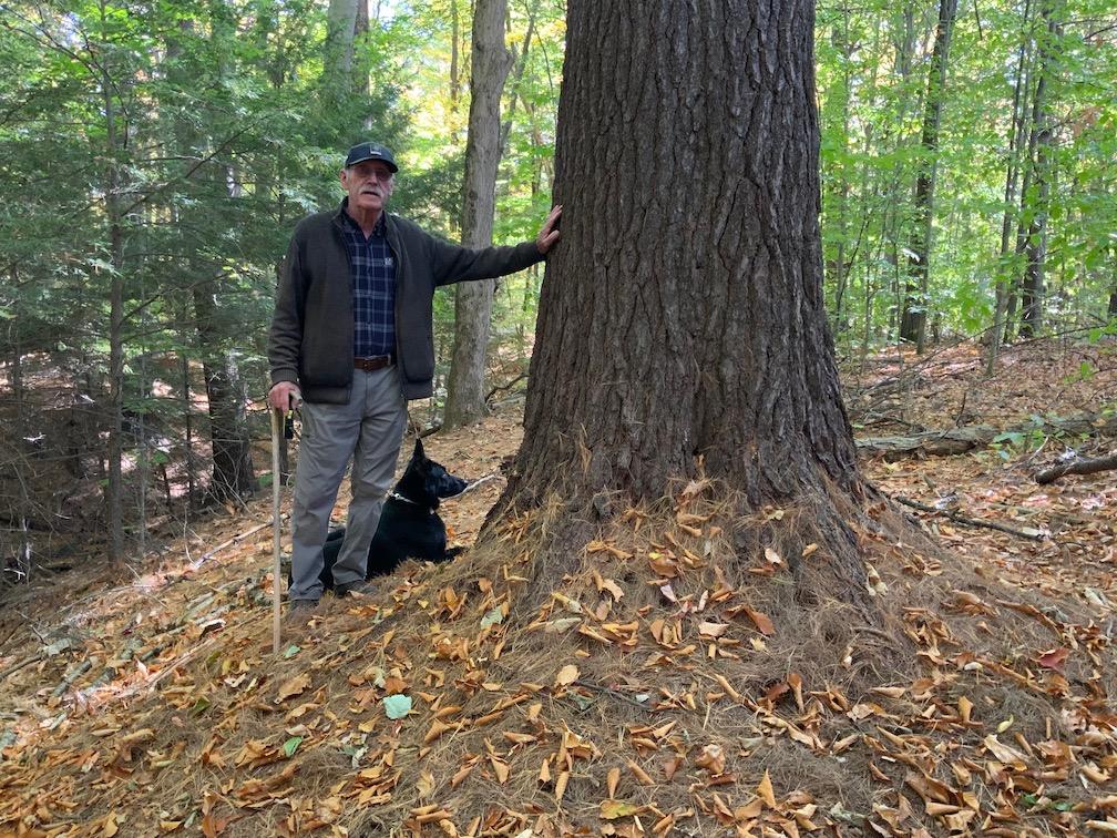 St. Lazare’s old-growth pines should be saved