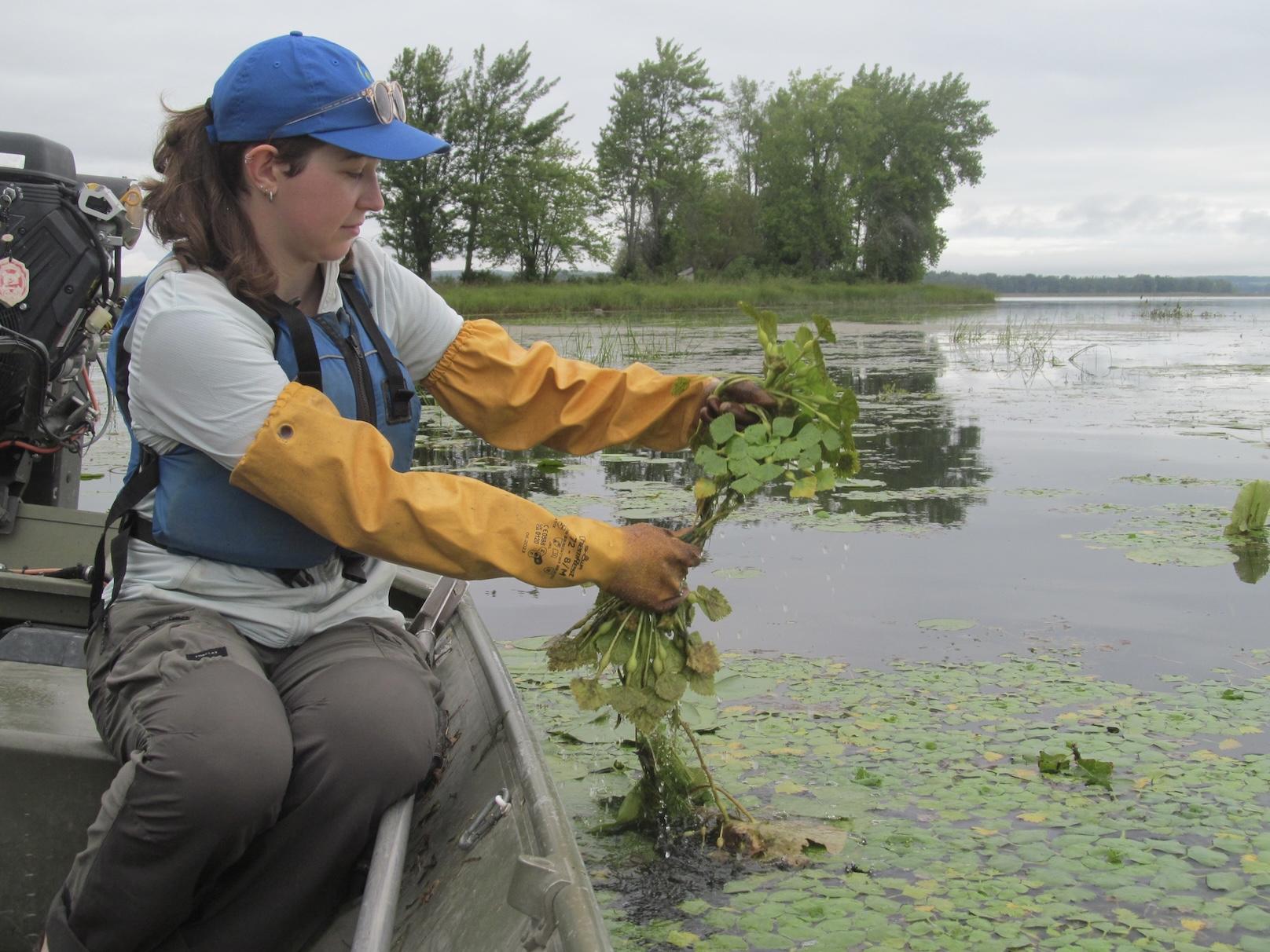 Significant drop in invasive plant species